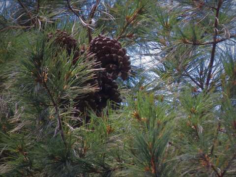 Image of Mexican White Pine