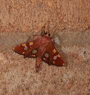 Image of Chalcidoptera emissalis Walker (1866)