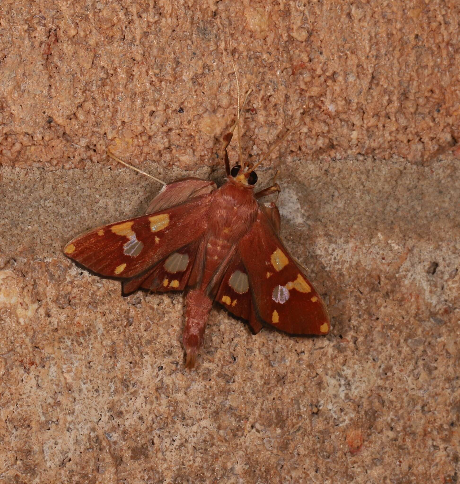 Chalcidoptera emissalis Walker (1866) resmi