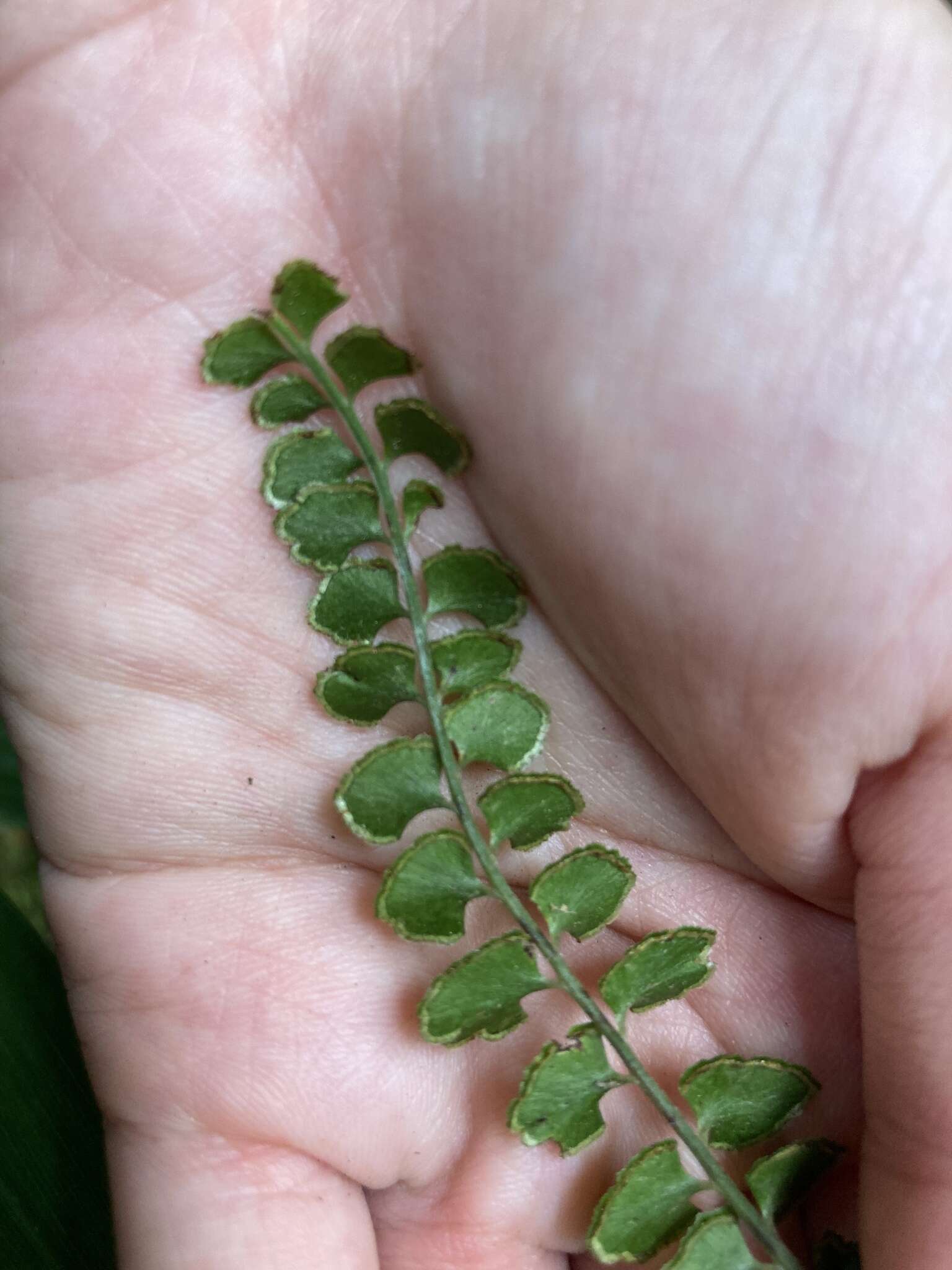 <i>Lindsaea <i>orbiculata</i></i> var. orbiculata的圖片