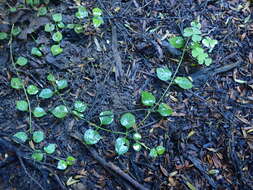 Imagem de Stellaria parviflora Banks & Soland. ex Hook. fil.