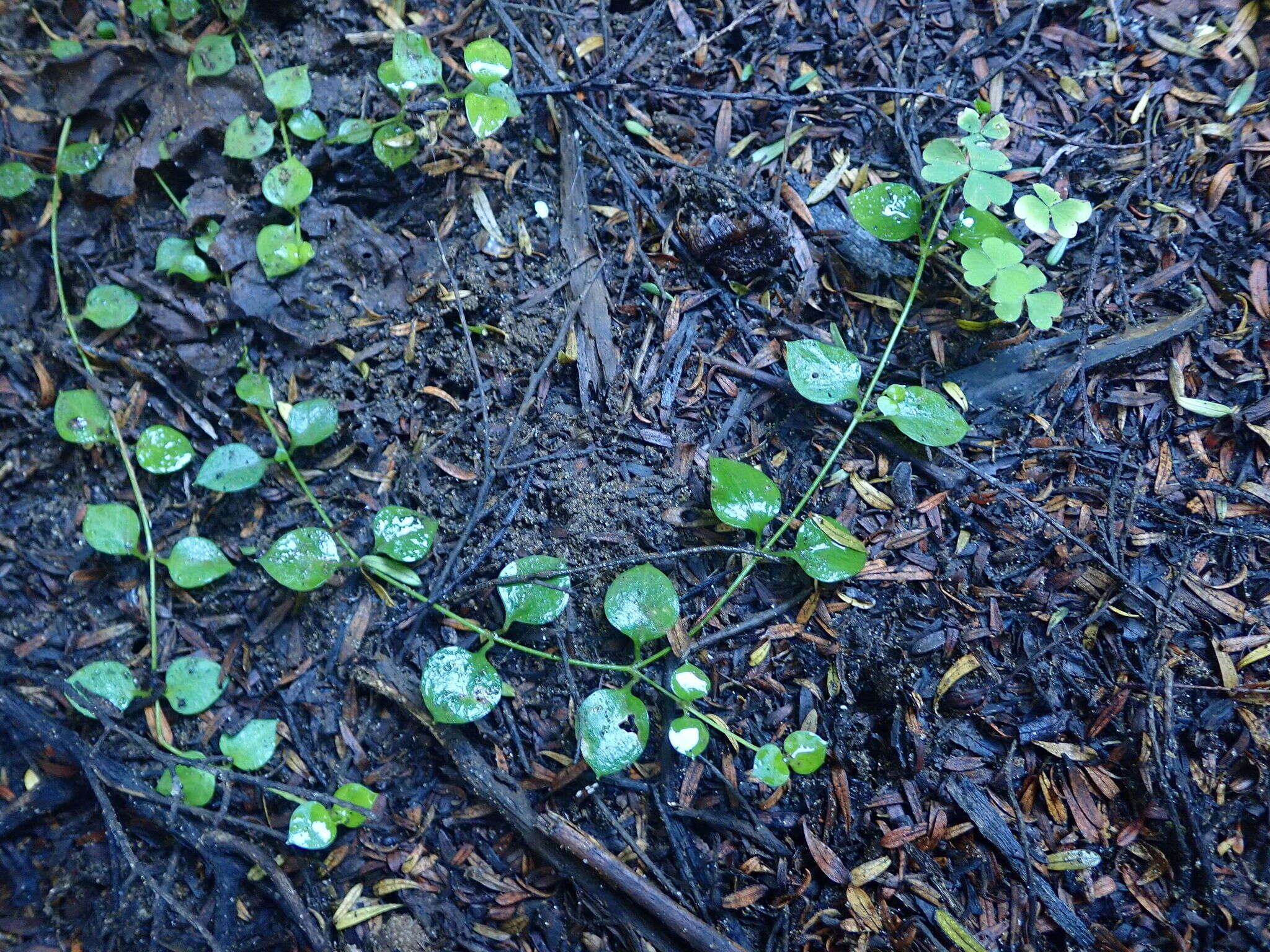 Image of Stellaria parviflora Banks & Soland. ex Hook. fil.