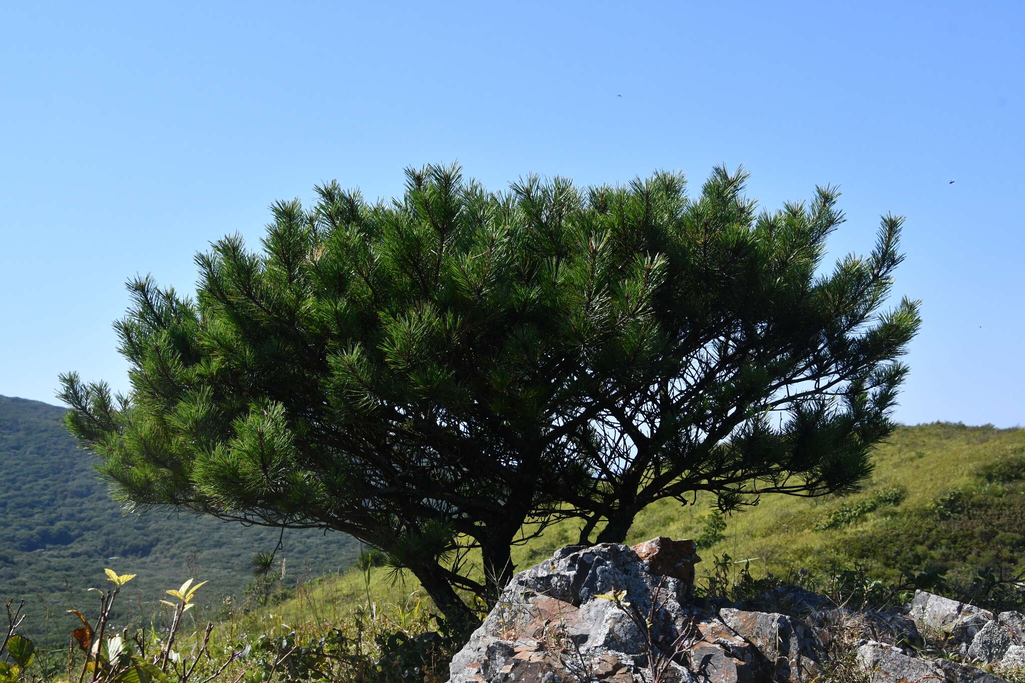 Image of Japanese Red Pine