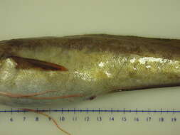 Image of White hake