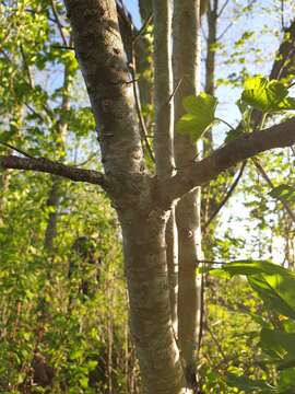 Image of Crataegus flabellata var. flabellata