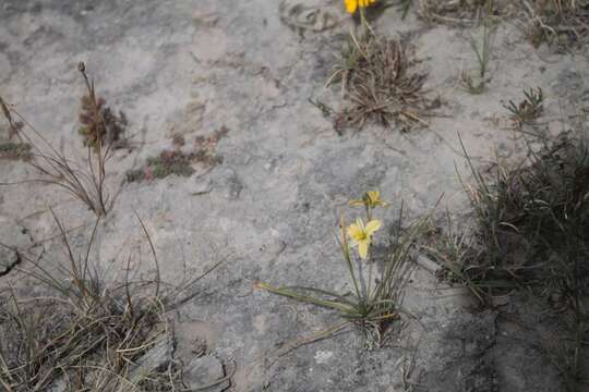 Sisyrinchium schaffneri S. Watson的圖片