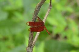 Image of Black Stream Glider