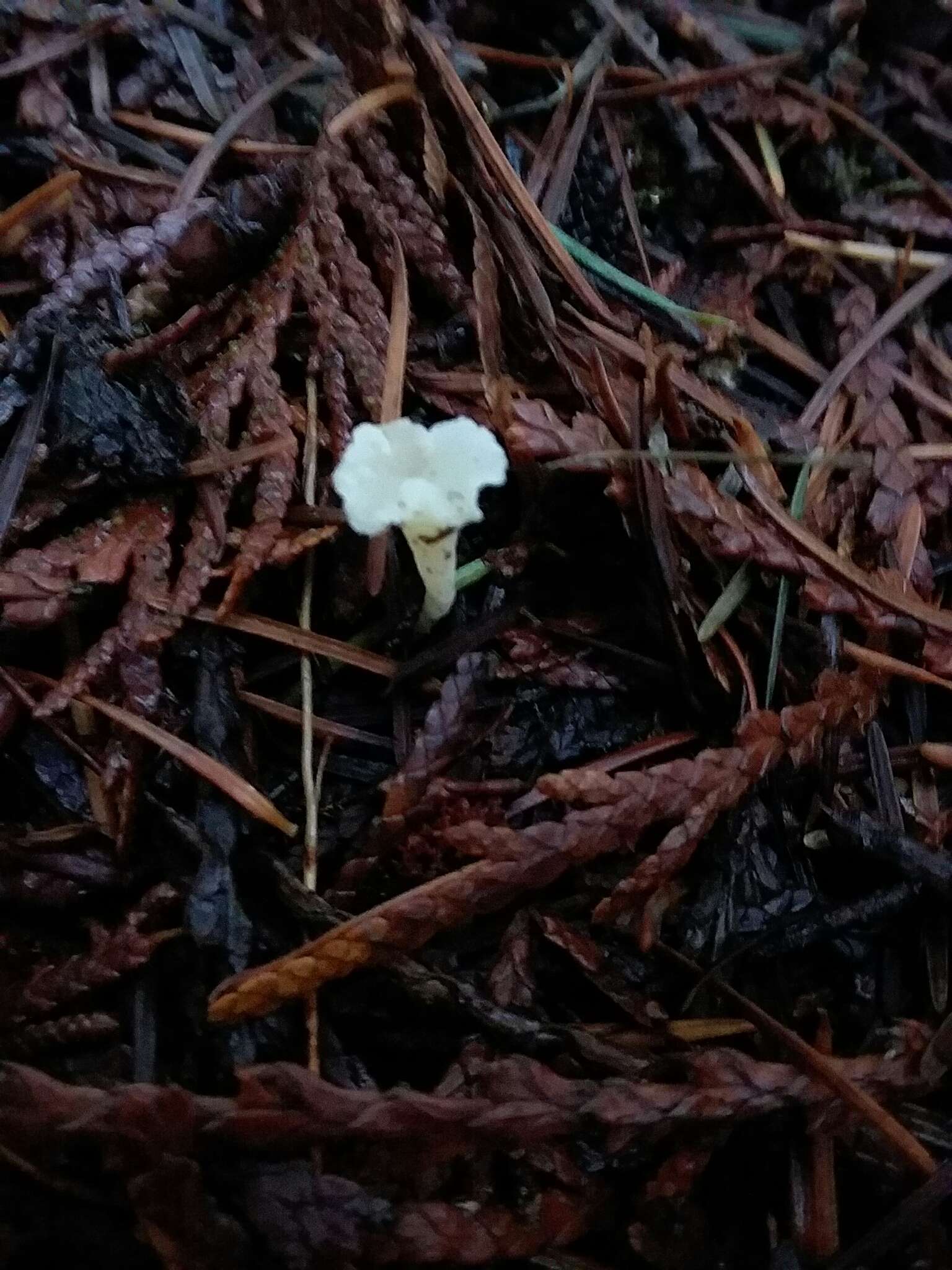 Image of Clavicorona taxophila (Thom) Doty 1947