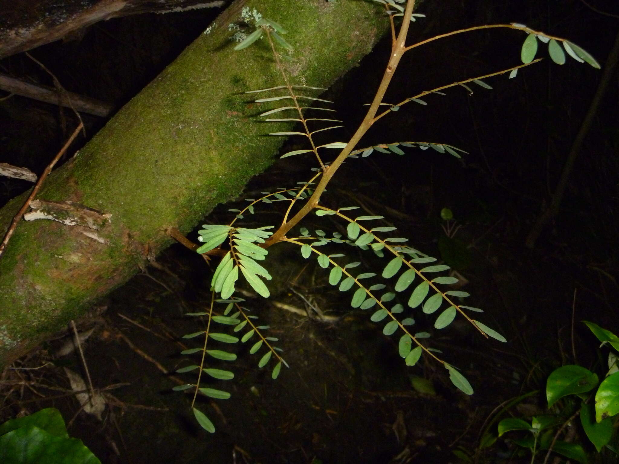 Image of North Island Kōwhai