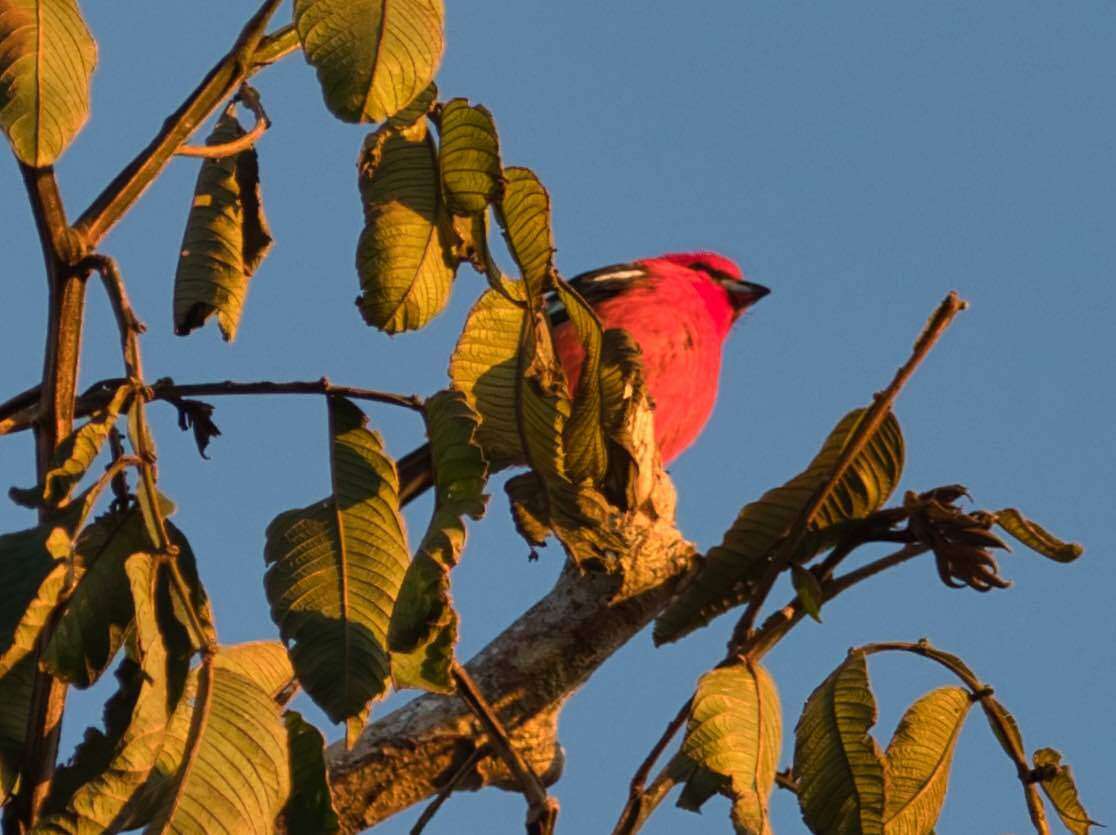 Plancia ëd Piranga leucoptera Trudeau 1840