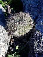 Image of Cactus