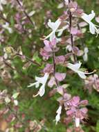 Image de Syncolostemon transvaalensis (Schltr.) D. F. Otieno