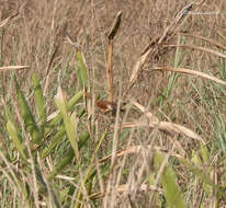 Image of Slender-billed Babbler