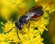 Image of Sphecodes heraclei Robertson 1897