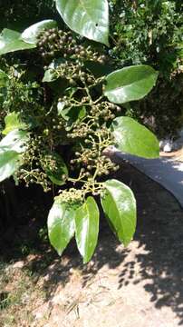 Cissus verticillata (L.) Nicolson & C. E. Jarvis resmi