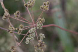 Image of spreading hedgeparsley