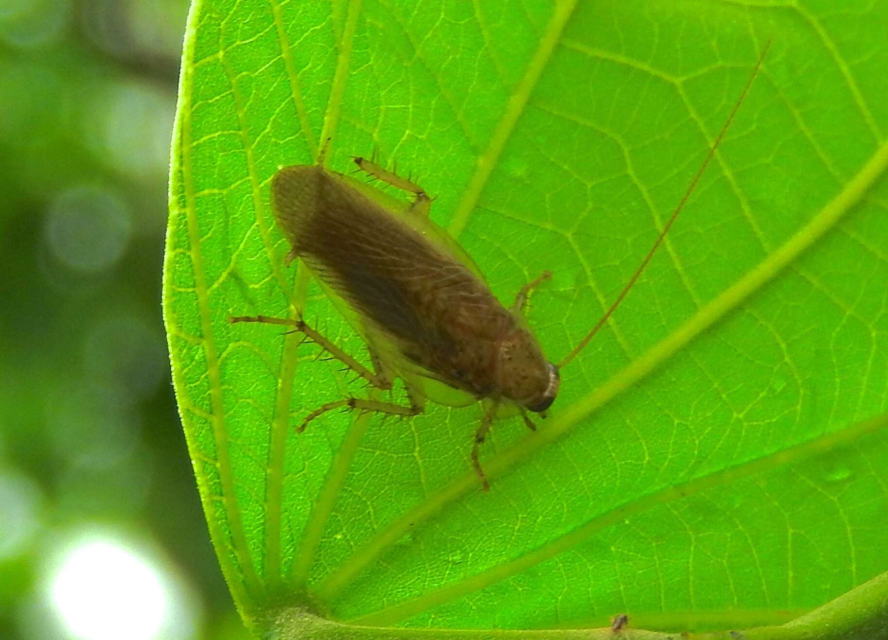 Image of Imblattella sinaloae (Hebard 1922)