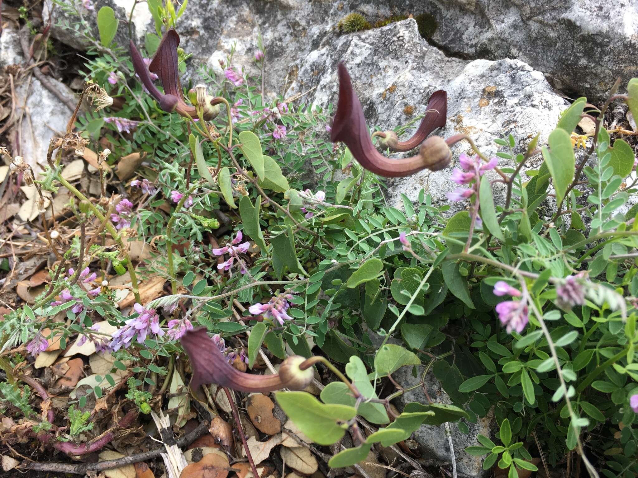 Image de Aristolochia baetica L.