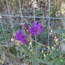 Plancia ëd Chrysolaena flexuosa (Sims) H. Rob.