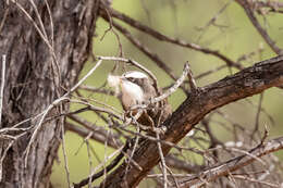 Image of Hall's Babbler