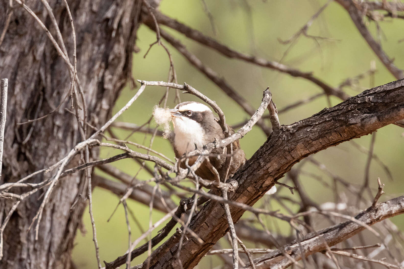 Image of Hall's Babbler