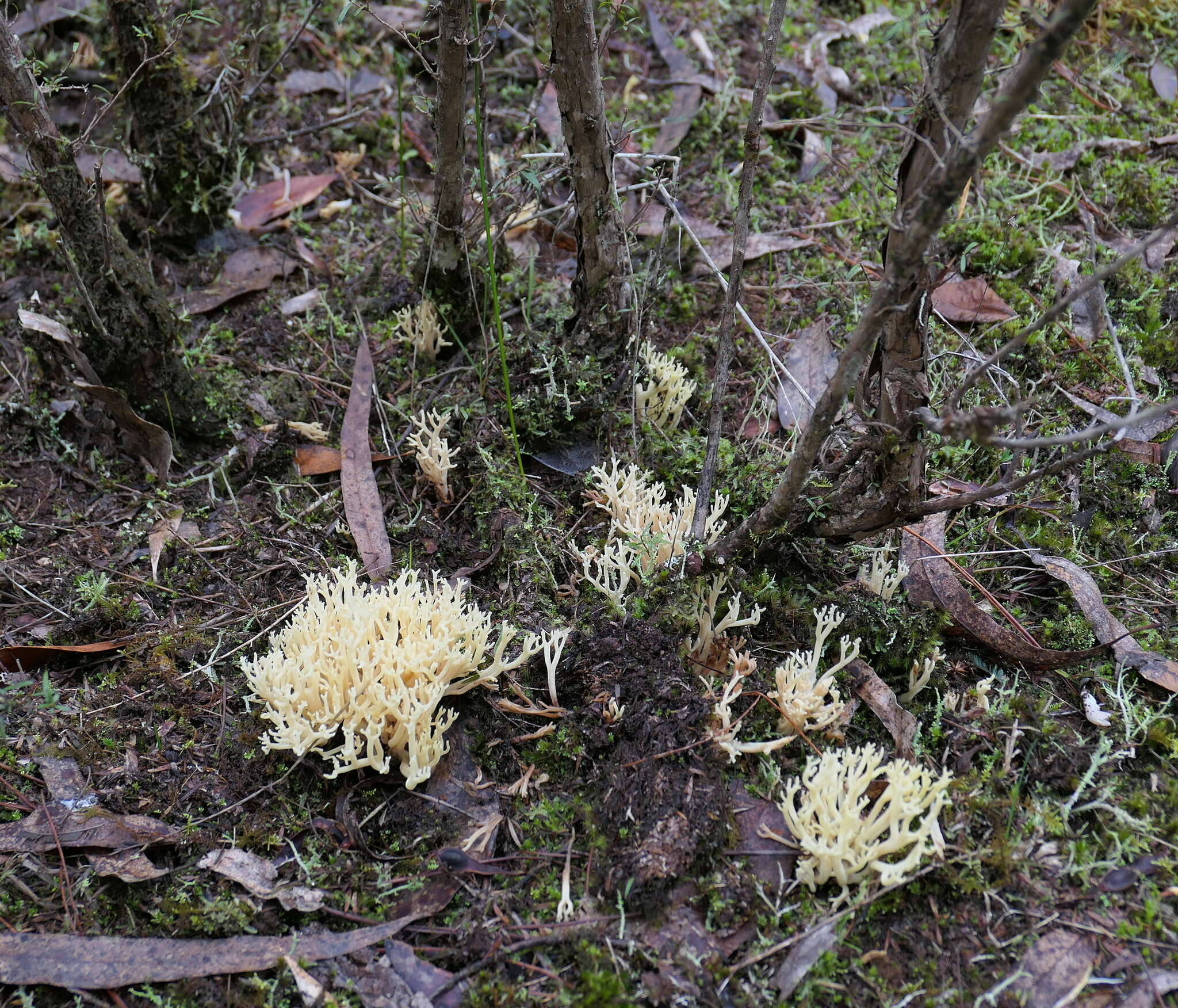 Image of Ramaria lorithamnus (Berk.) R. H. Petersen 1982