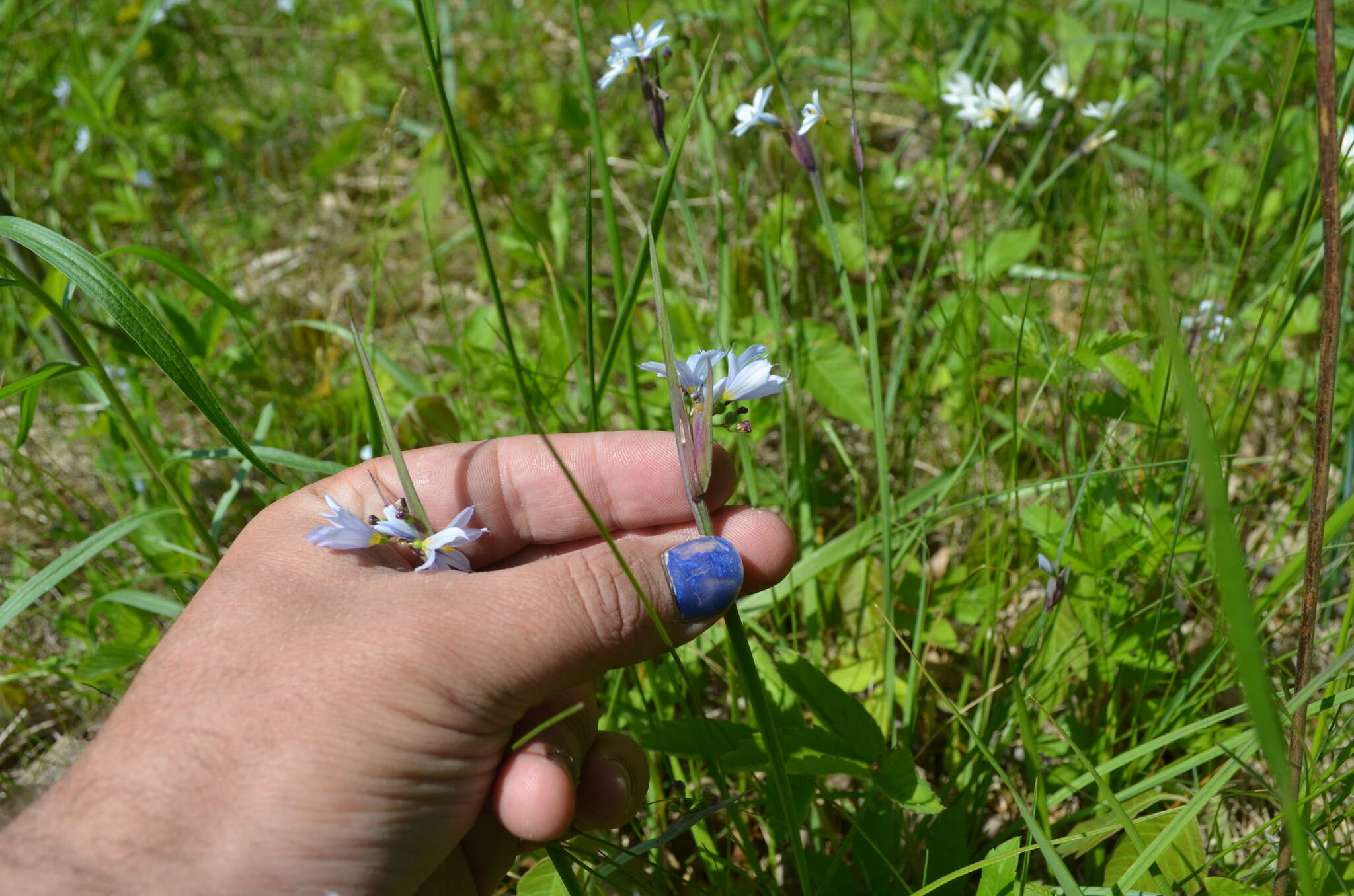 Image of white blue-eyed grass