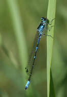 Image of Coenagrion persicum Lohmann 1993