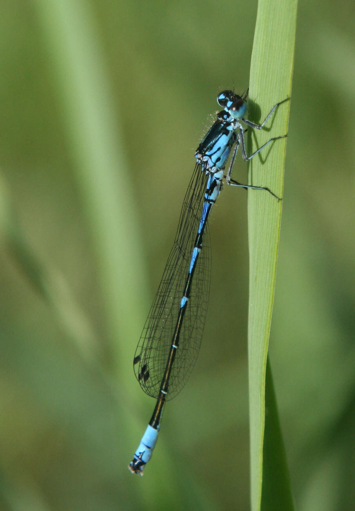 Image of Coenagrion persicum Lohmann 1993