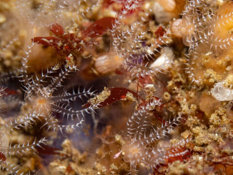 Image of Clavularia crassa (Milne Edwards 1848)