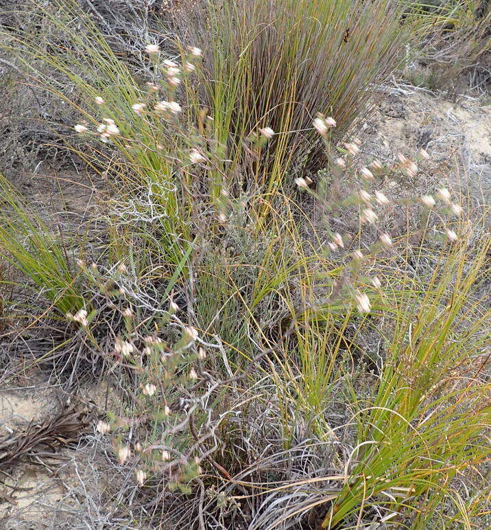 Image of Diosma hirsuta L.