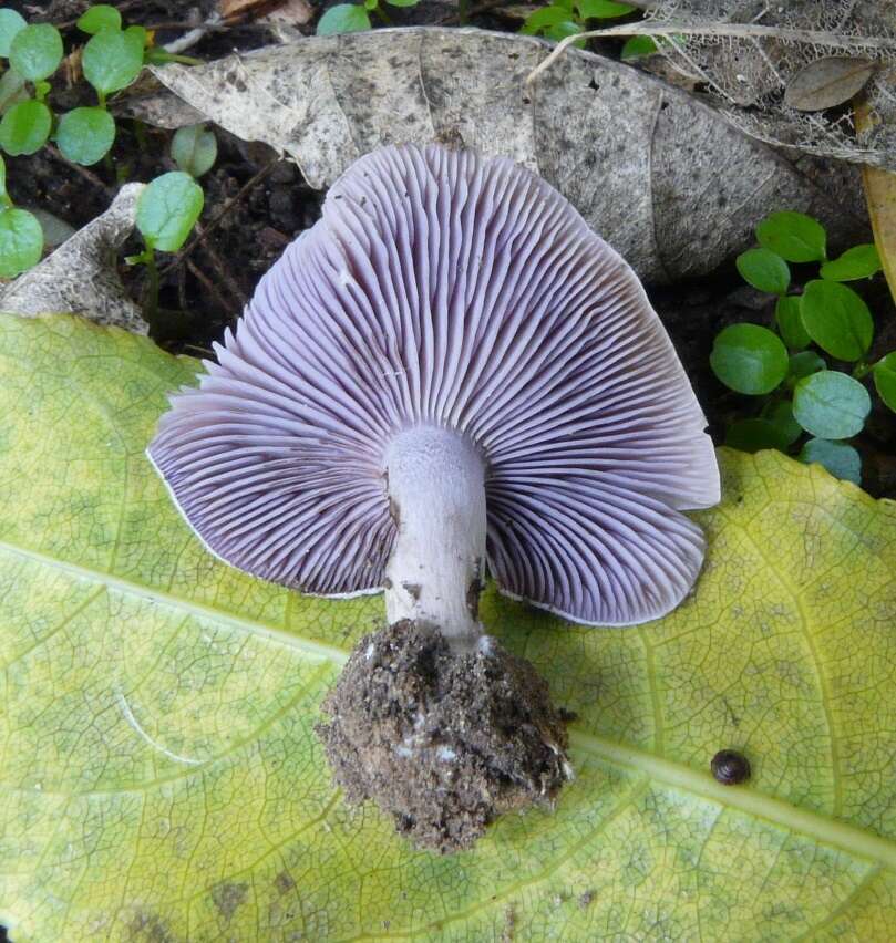 Image of Asproinocybe daleyae