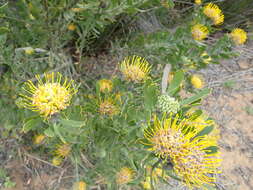 Plancia ëd Leucospermum muirii Phillips