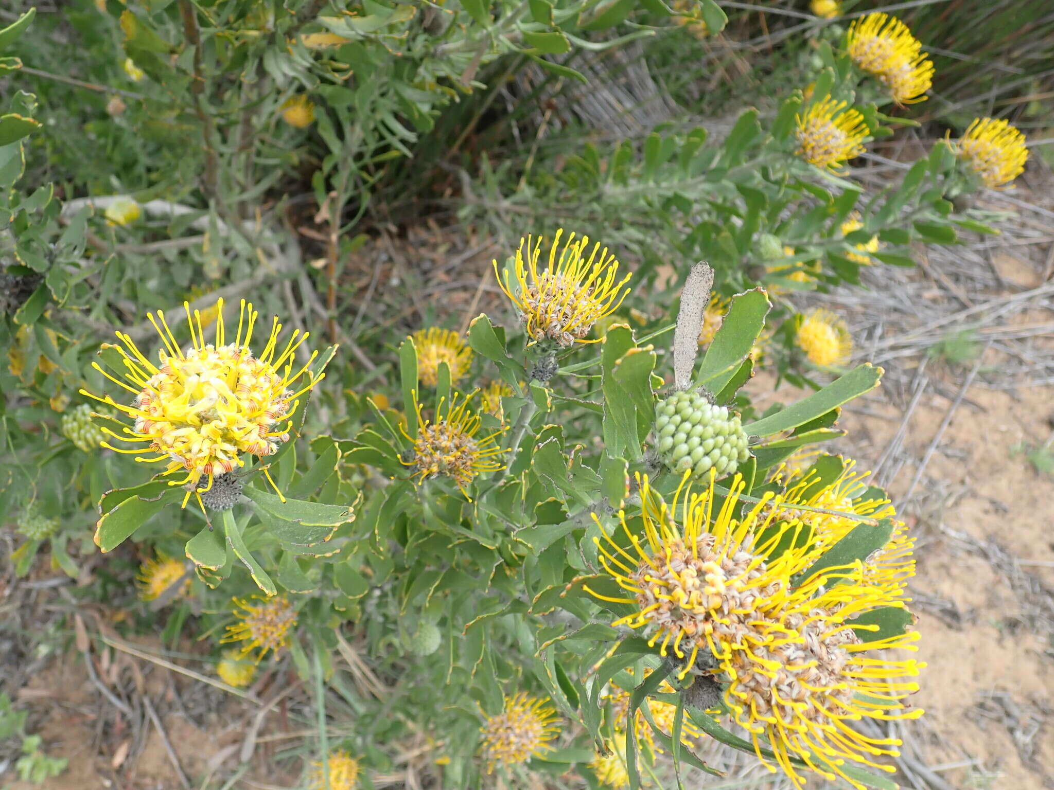 Plancia ëd Leucospermum muirii Phillips