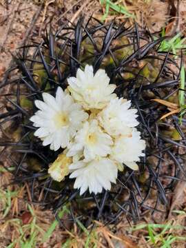 Image of Discocactus placentiformis (Lehm.) K. Schum.