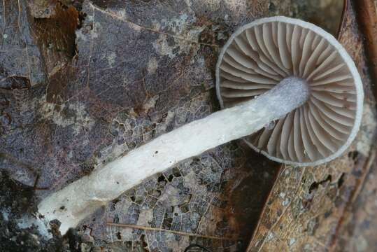 Image of Cortinarius perviolaceus Murrill 1946