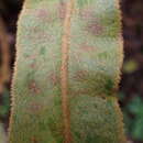 Image of Elaphoglossum splendens (Bory ex Willd.) Brack.