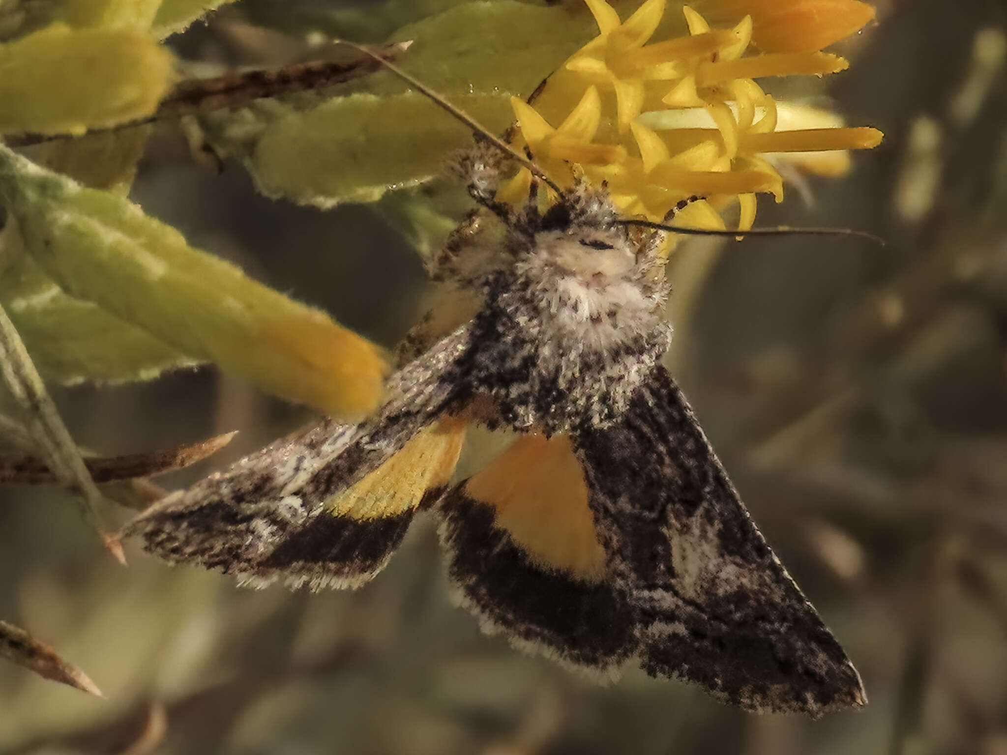 Image of Pseudanarta crocea H. Edwards 1875