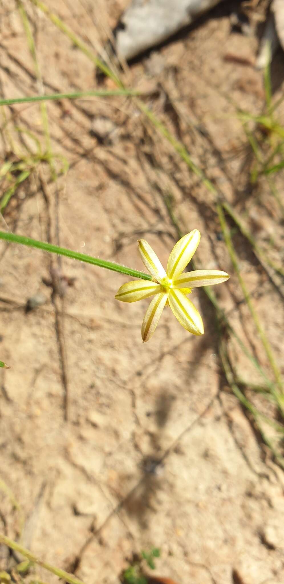 Image of Tricoryne muricata Baker