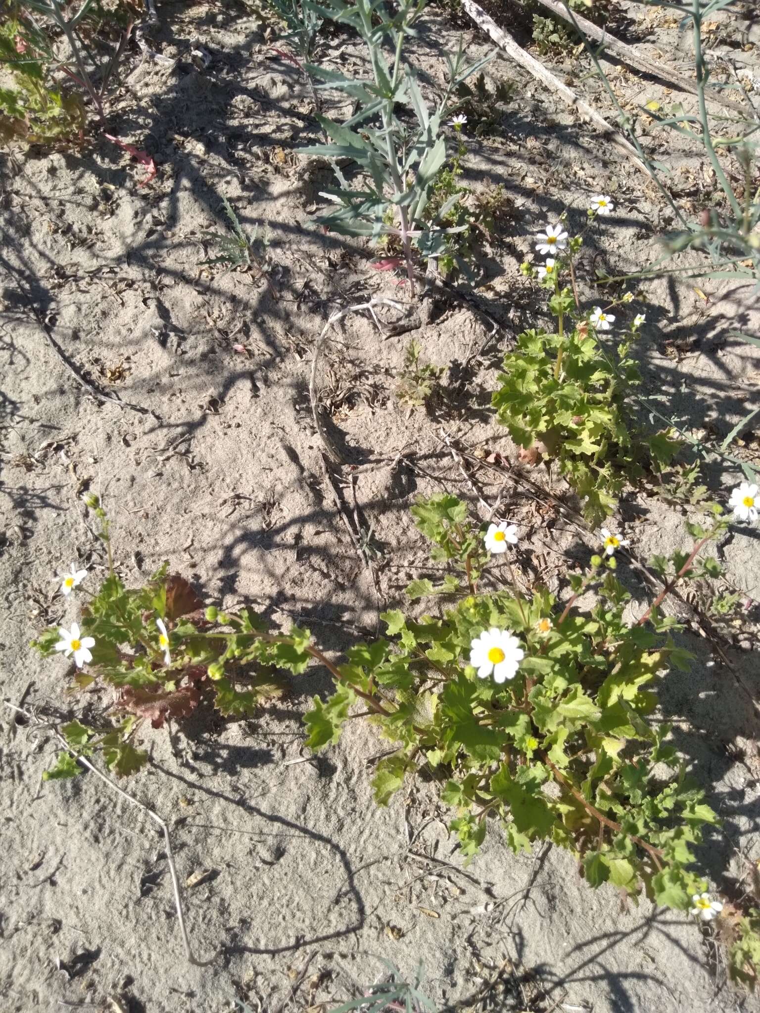 Image of Amauria brandegeeana (Rose) Rydb.