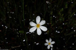 Sisyrinchium cholewae Espejo, López-Ferr. & Ceja resmi