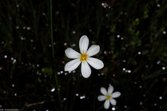 Image of Sisyrinchium cholewae Espejo, López-Ferr. & Ceja