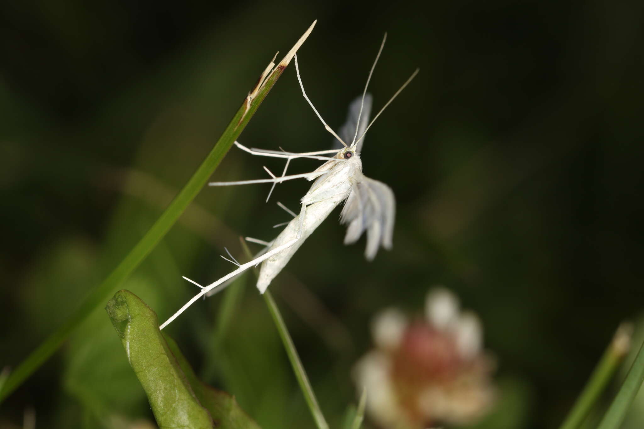 Image of Pterophorus