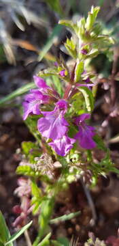 Image of Stachys neurocalycina Boiss.