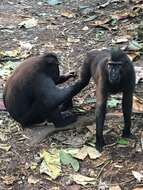 Image of Celebes crested macaque