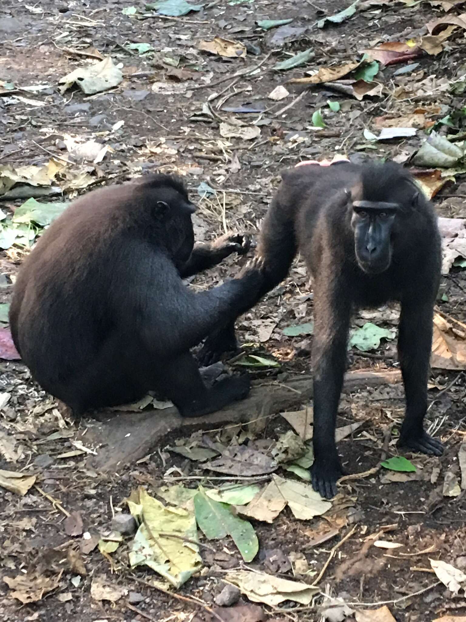 Image of Celebes crested macaque