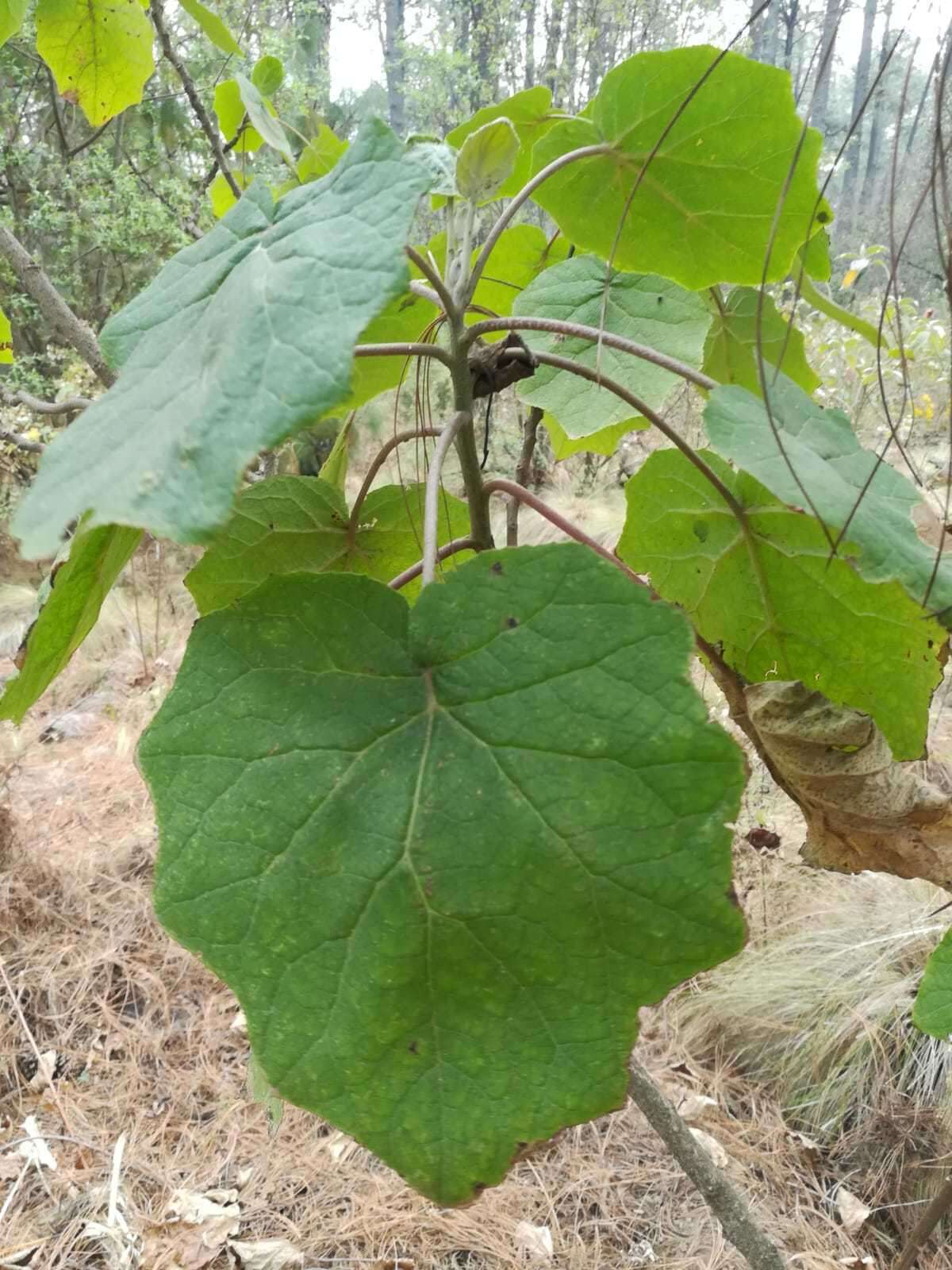 Image of Roldana albonervia (Greenm.) H. Rob. & Brettell