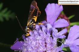 Image of Synanthedon bicingulata Staudinger 1887