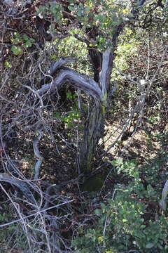 Image of woollyleaf manzanita