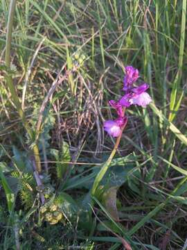 صورة <i>Anacamptis</i> × <i>gennarii</i>